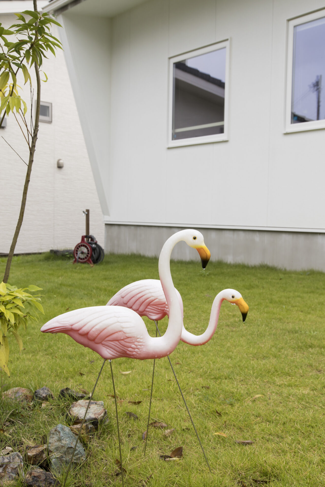 芝生