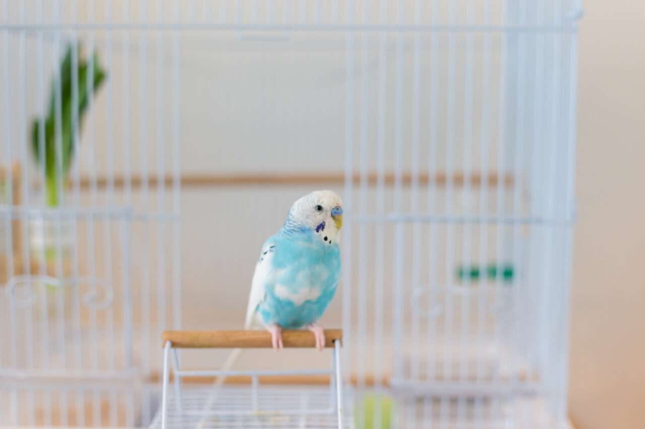 インコ小動物への対応策