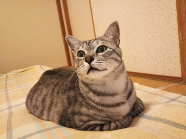 猫との快適な暮らし