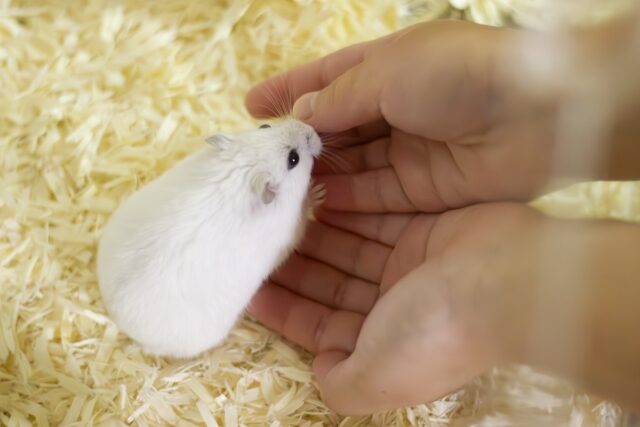 ハムスター小動物への対応策