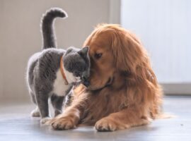 ペット暮らす快適な住まいづくり