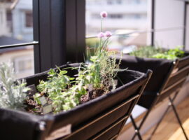ベランダ菜園