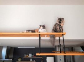 リビングにキャットウォーク