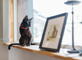 ペットスペース