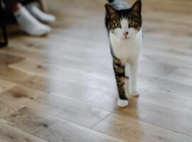 ヴィヴィッドワイドシリーズ