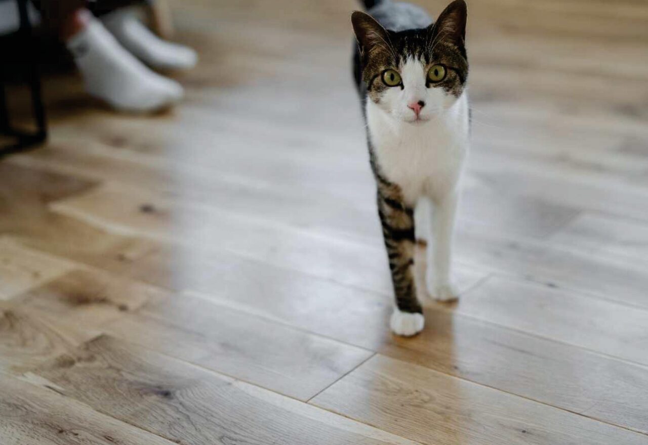 ヴィヴィッドワイドシリーズ