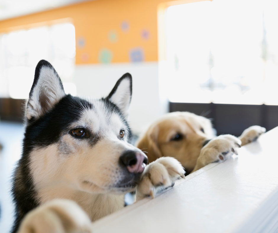 ペット共生住宅