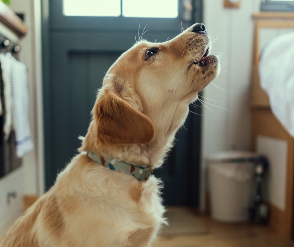 ペット共生住宅