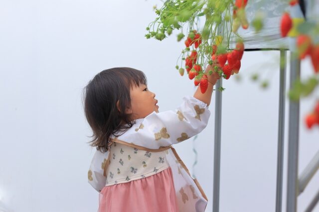 イチゴ狩り