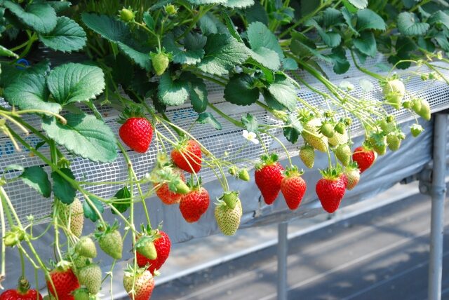 イチゴ狩り