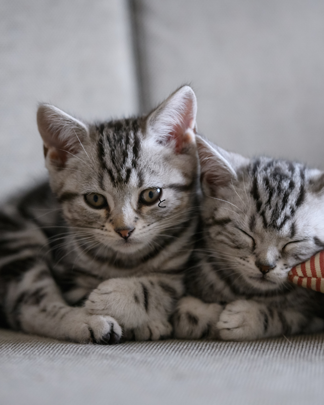 ペットも安心なリフォーム