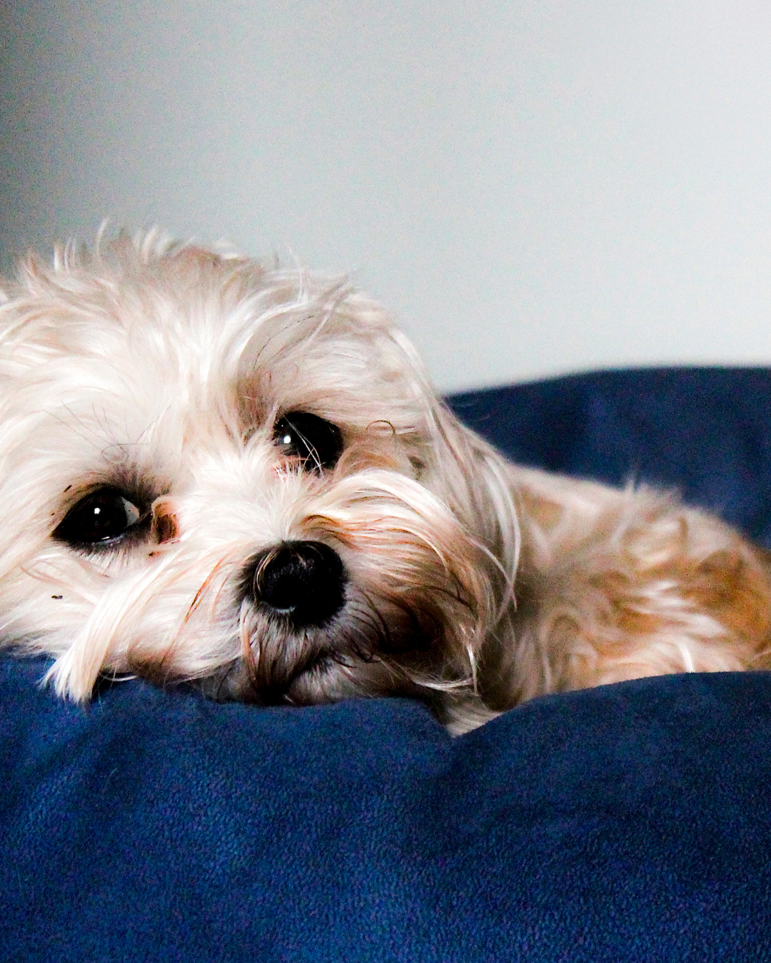 ペットも安心なリフォーム