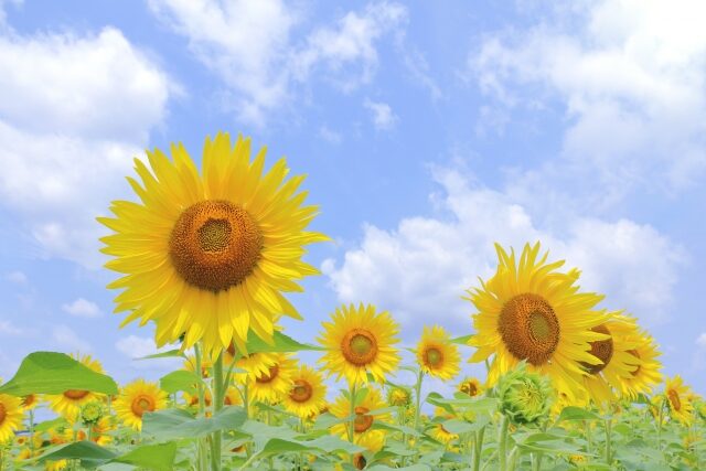 夏の酷暑ひまわり熱中症