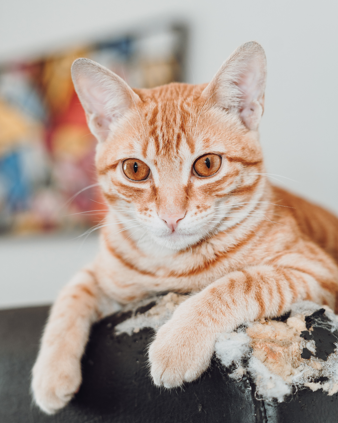 ペットも安心なリフォーム