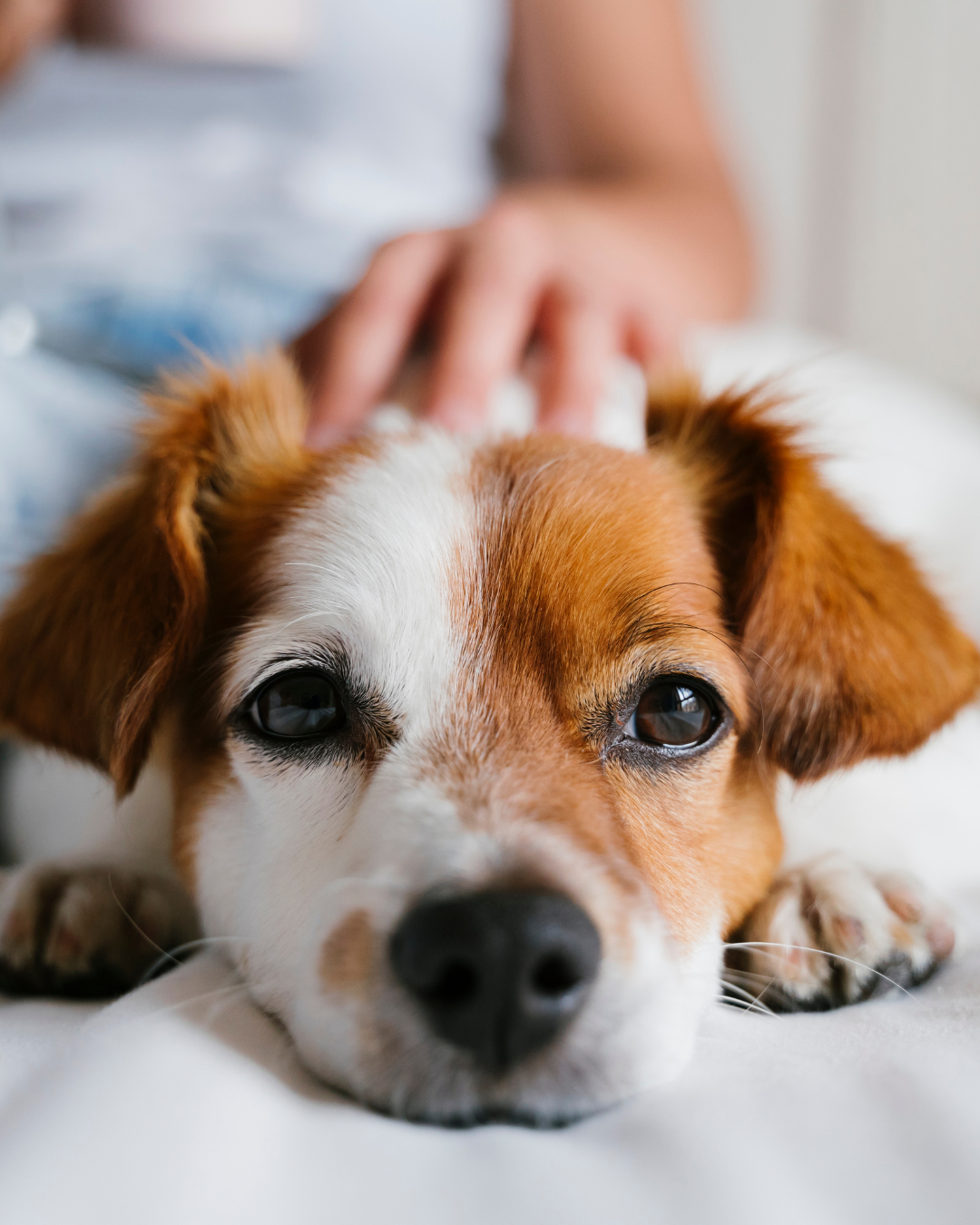 ペットも安心なリフォーム