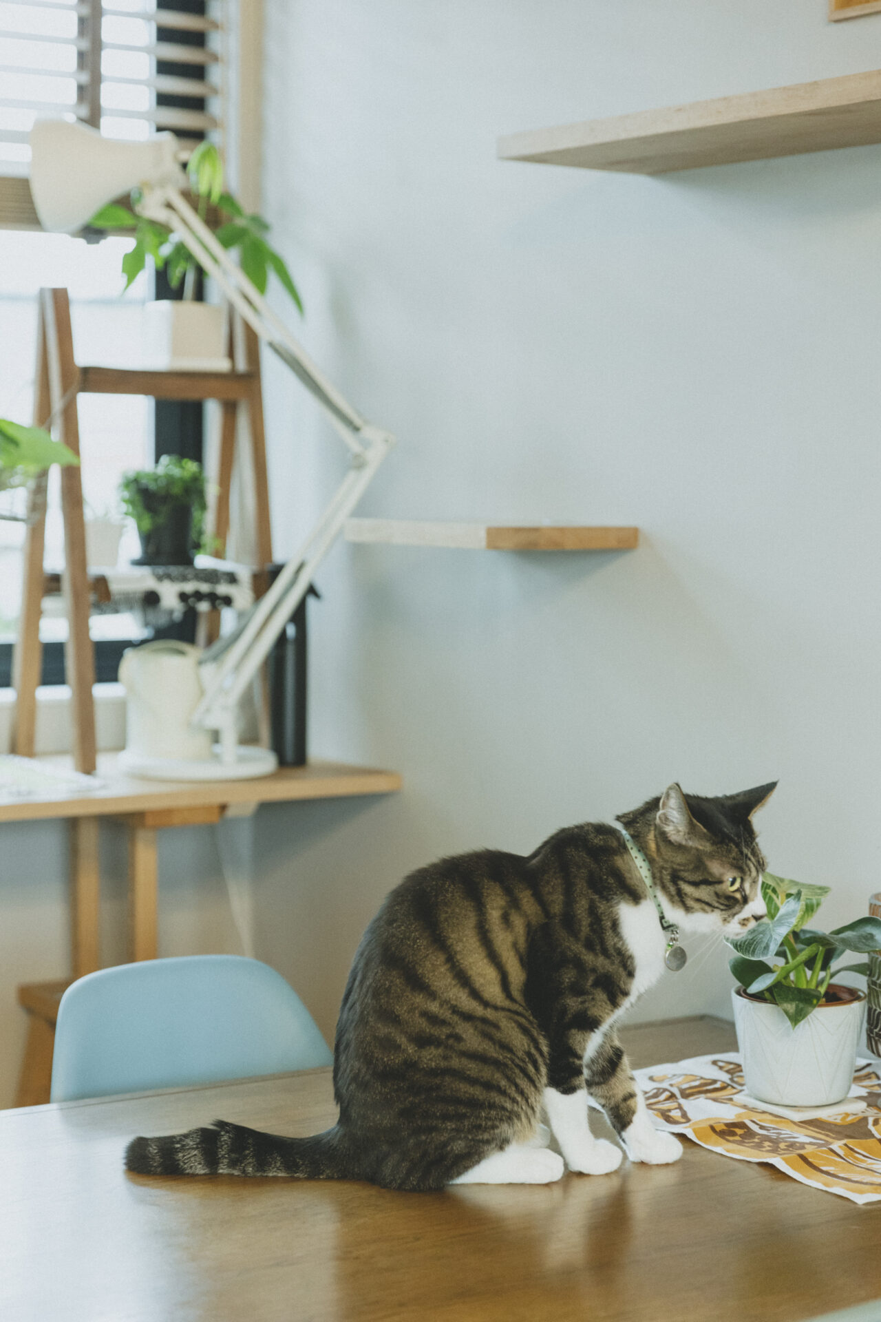 ペットも安心なリフォーム