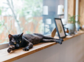 ペットと暮らす家