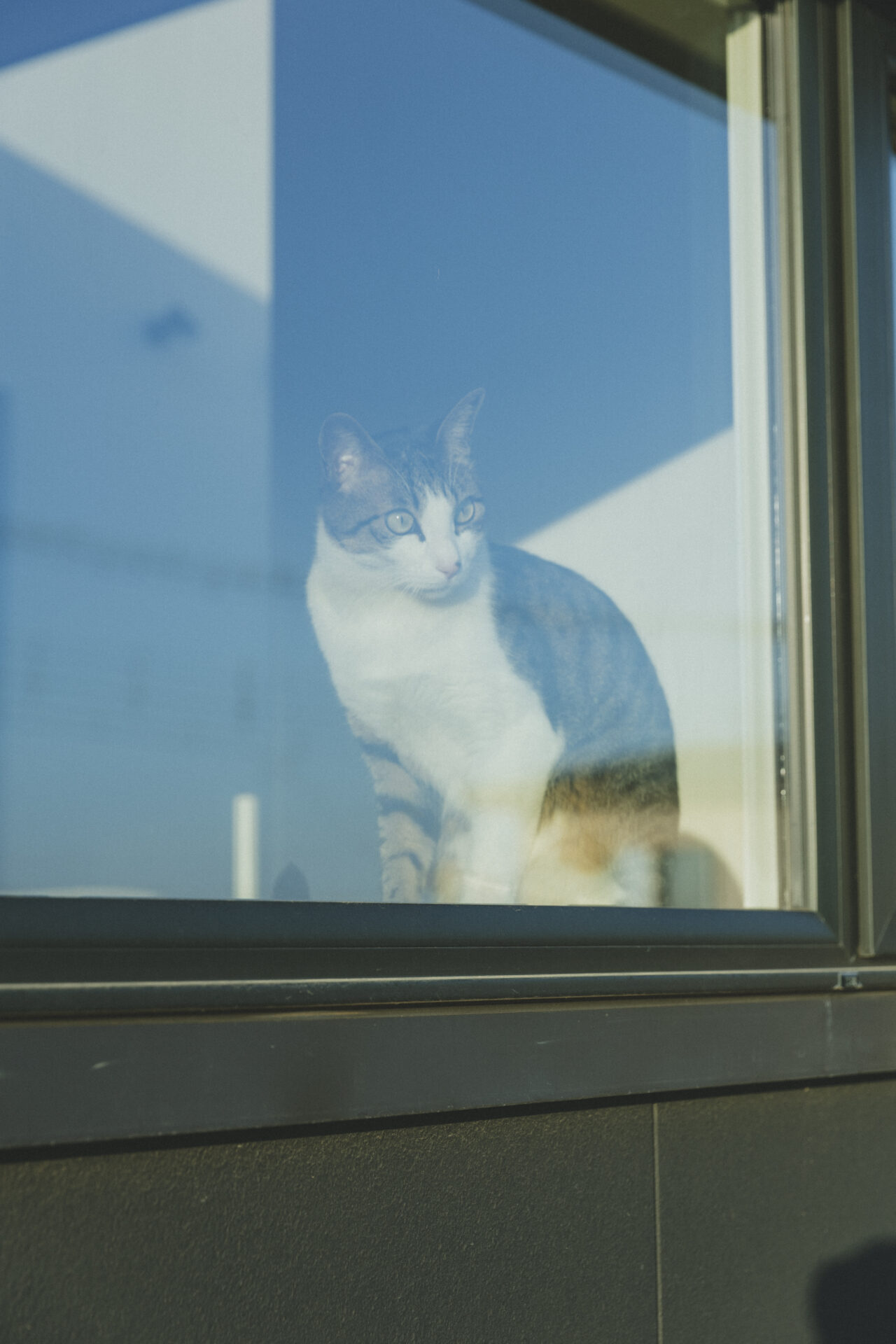 ペットと暮らす家