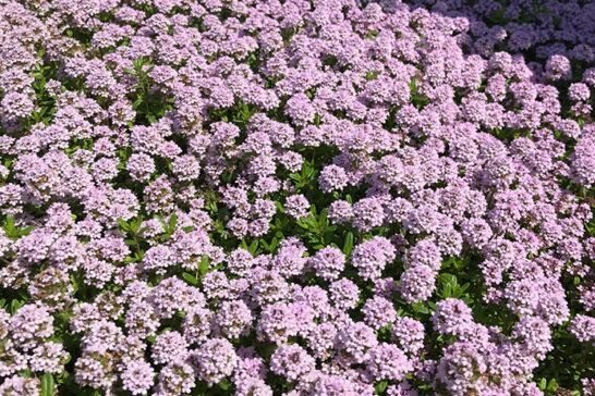 タイムロンギカリウス