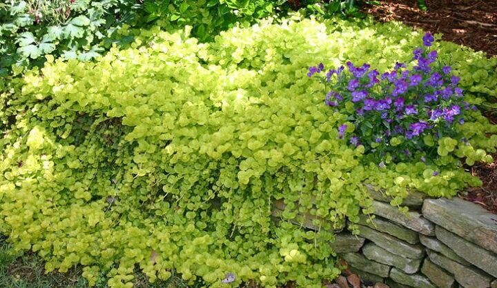 リシマキアヌンムラリア